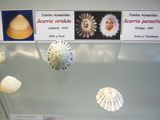 Scurria viridula