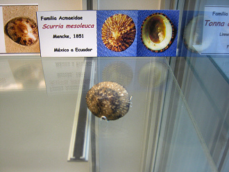 Scurria mesoleuca