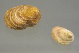 Cheilae equestris, primer plano