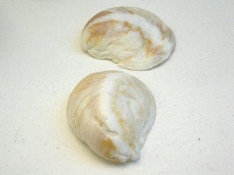 Crepipatella dilatata, primer
                                  plano 01