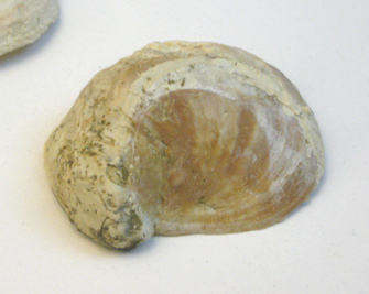 Crepidula aculeata, primer plano