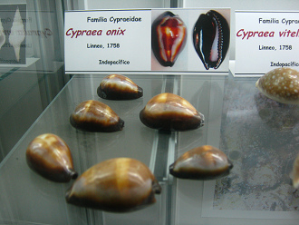 Cypraea
                          onix