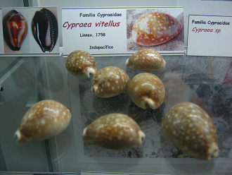 Cypraea vitellus