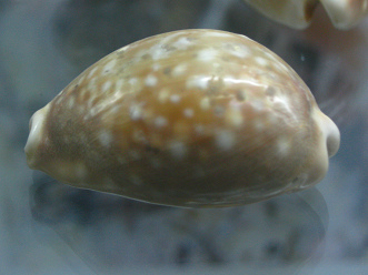 Cypraea vitellus, primer plano