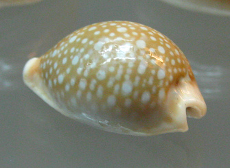 Eventualmente Cypraea vitellus, primer
                          plano