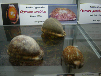 Cypraea arabica