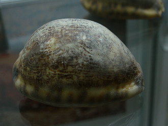 Cypraea arabica, primer plano 01