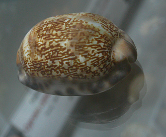 Cypraea arabica, primer plano 02