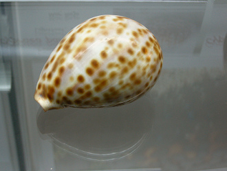 Cypraea pantherina, primer plano