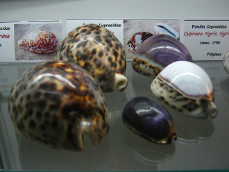 Cypraea tigris, placa, vista total