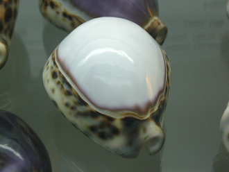 Cypraea tigris, primer plano 03