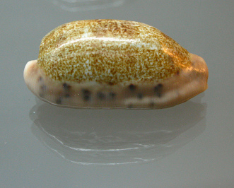 Cypraea caurica elongata, primer plano