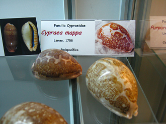 Cypraea mappa, placa