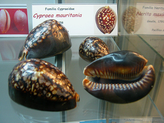 Cypraea mauritania, vista total