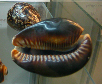 Cypraea mauritania, primer plano 02