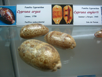 Cypraea
                          argus