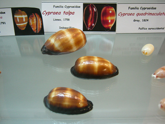 Cypraea talpa