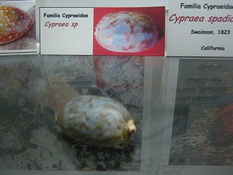 Cypraea