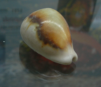 Cypraea spadicea, primer plano