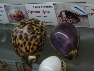 Cypraea tigris, placa
