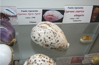 Cypraea tigris tigris, placa