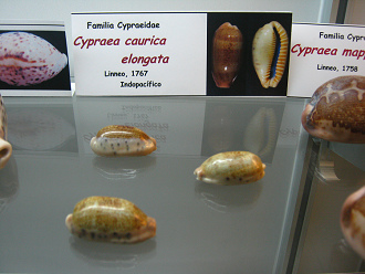 Cypraea caurica elongata