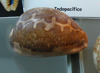 Cypraea mappa, primer plano 02