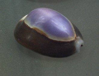 Cypraea caputserpentis, primer plano 02