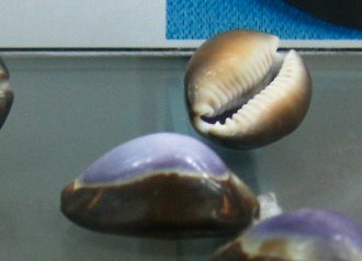 Cypraea caputserpentis, primer plano 03