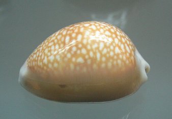 Cypraea englerti, primer plano
                                  01