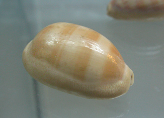 Cypraea sulcidentata, primer plano