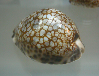 Cypraea histrio, primer plano 02