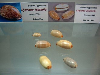 Cypraea isabella