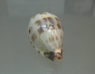 Cypraea pulchella, primer plano