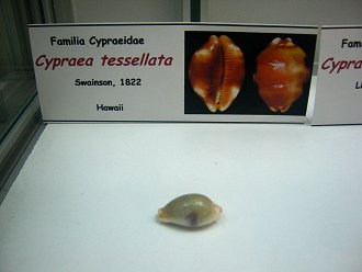 Cypraea tessellata