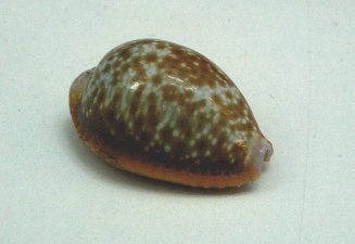Cypraea helvola, primer plano