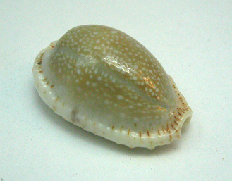 Cypraea erosa, primer plano