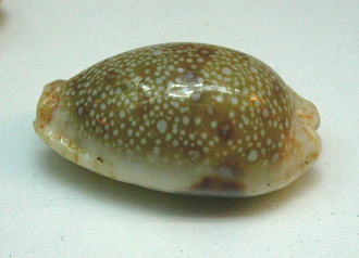 Cypraea marginalis, primer plano