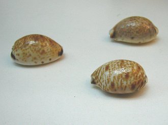 Cypraea minoridens, primer plano 01,
                          grupo