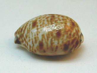 Cypraea minoridens, primer plano 02