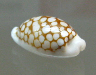 Cypraea lamarkii, primer plano