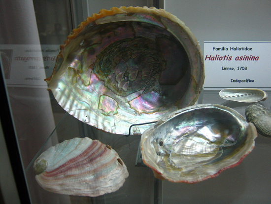 Haliotis corrugata, vista total