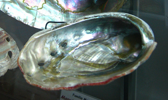 Haliotis corrugata, primer plano 02