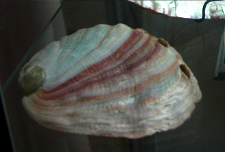 Haliotis corrugata, primer plano 03