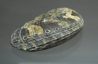 Haliotis asinina, primer plano
                                  03