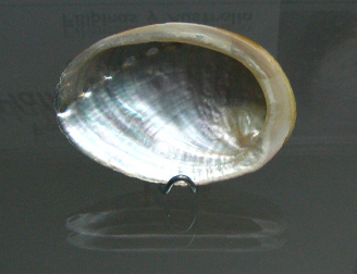 Haliotis glabra, primer plano