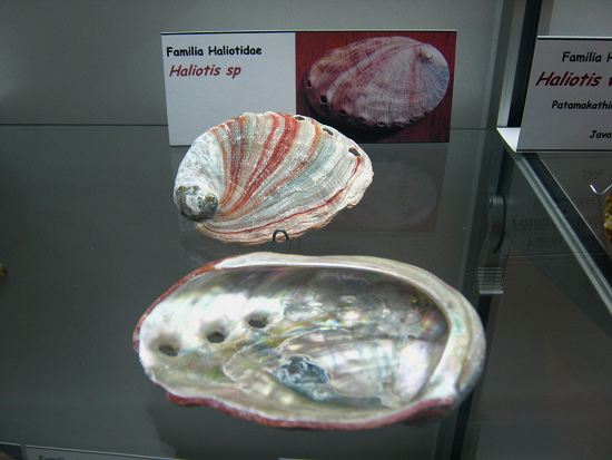 2.17 Haliotidae
