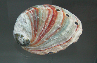 Haliotis sp, primer plano 02