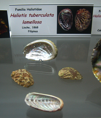 Haliotis tuberculata lamellosa, placa