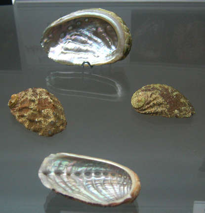 Haliotis tuberculata lamellosa, primer
                          plano 01 grupo